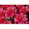 thumbnail image 4 of Better Homes & Gardens 3.0QT Mum Live Plant Full Sun in Bisque Pumpkin Planter, 4 of 14