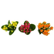 Blooming Kalanchoe Succulents | 3 Plants, 2.5in. Grow Pots; Filtered Sun | Element by Altman Plants