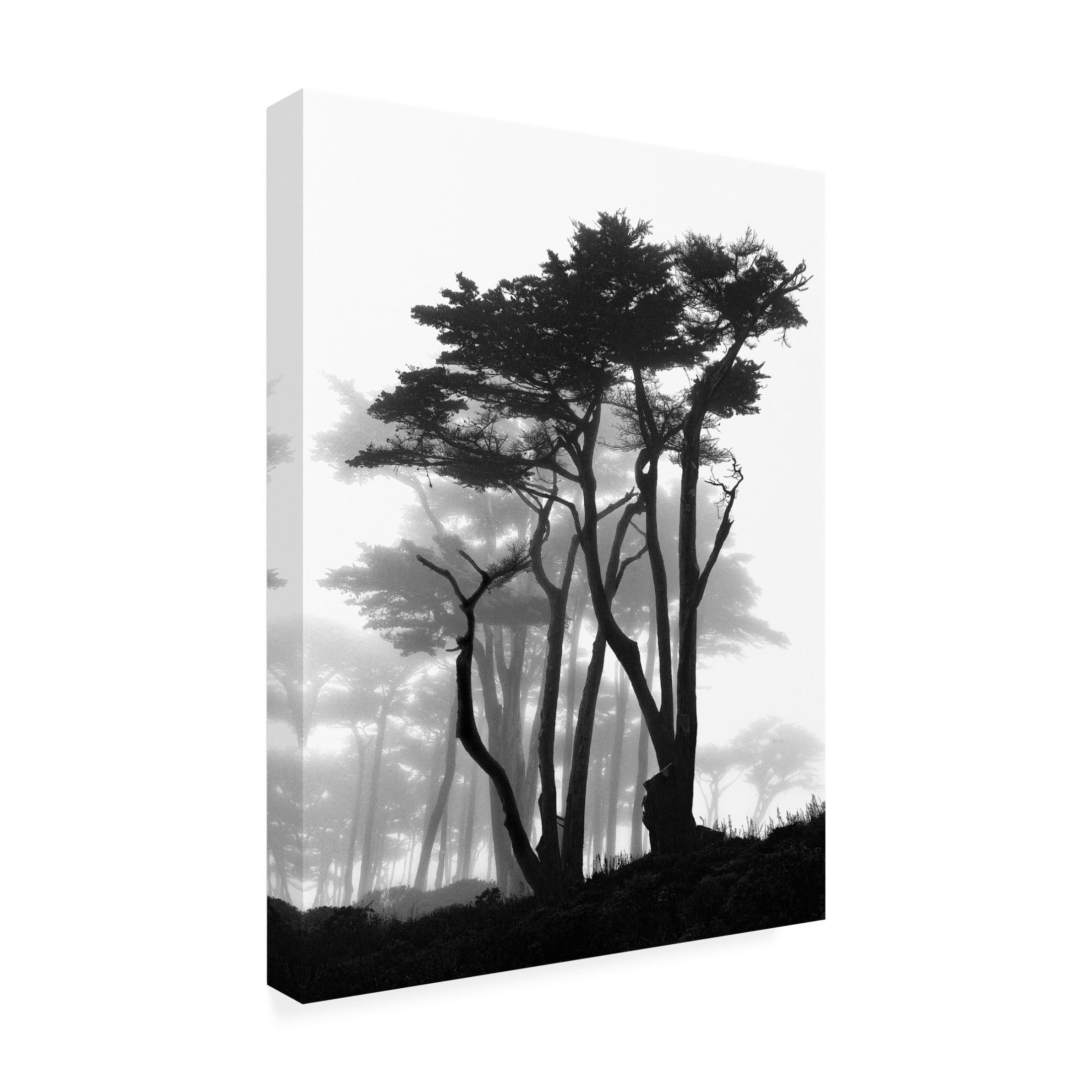 Trademark Fine Art Samuel Vovsi California Pines in Fog Canvas Wall Art