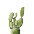 thumbnail image 2 of Shefranov, Olga 18x24 White Modern Wood Framed Museum Art Print Titled - Cactus, 2 of 4