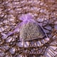 thumbnail image 4 of 100 bolsas de organza transparentes con cordón para joyería, color lavanda, morado claro, 4 of 6
