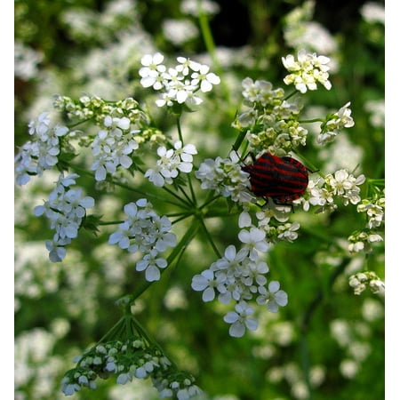 - Framed Art For Your Wall Insect Black Red Articulata Striped Bug Strip Bug 10x13 Frame