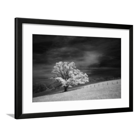 Single tree in black and white infrared view along the Blue Ridge Parkway, North Carolina Framed Print Wall Art By Adam