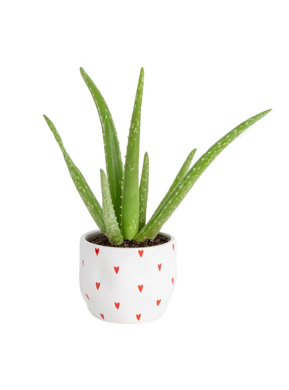 Indoor Plants in Live Plants