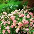 thumbnail image 6 of 3 gal Live Shrub Drift Rose Peach Condition with Full Sunlight, 6 of 7
