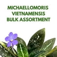 thumbnail image 2 of BubbleBlooms Michaelmoelleria Vietnamensis Rare Gesneriad Bulk Wholesale 15-Pack 4-inch Pots, 2 of 8