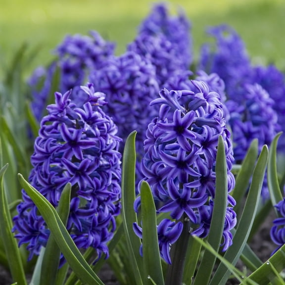 Blushing Blue Double Hyacinth, 8 Bulbs - Fragrant Blue Flowers -  Attracts Bees & Butterflies - Spring Blooming, Easy to Grow & Maintain