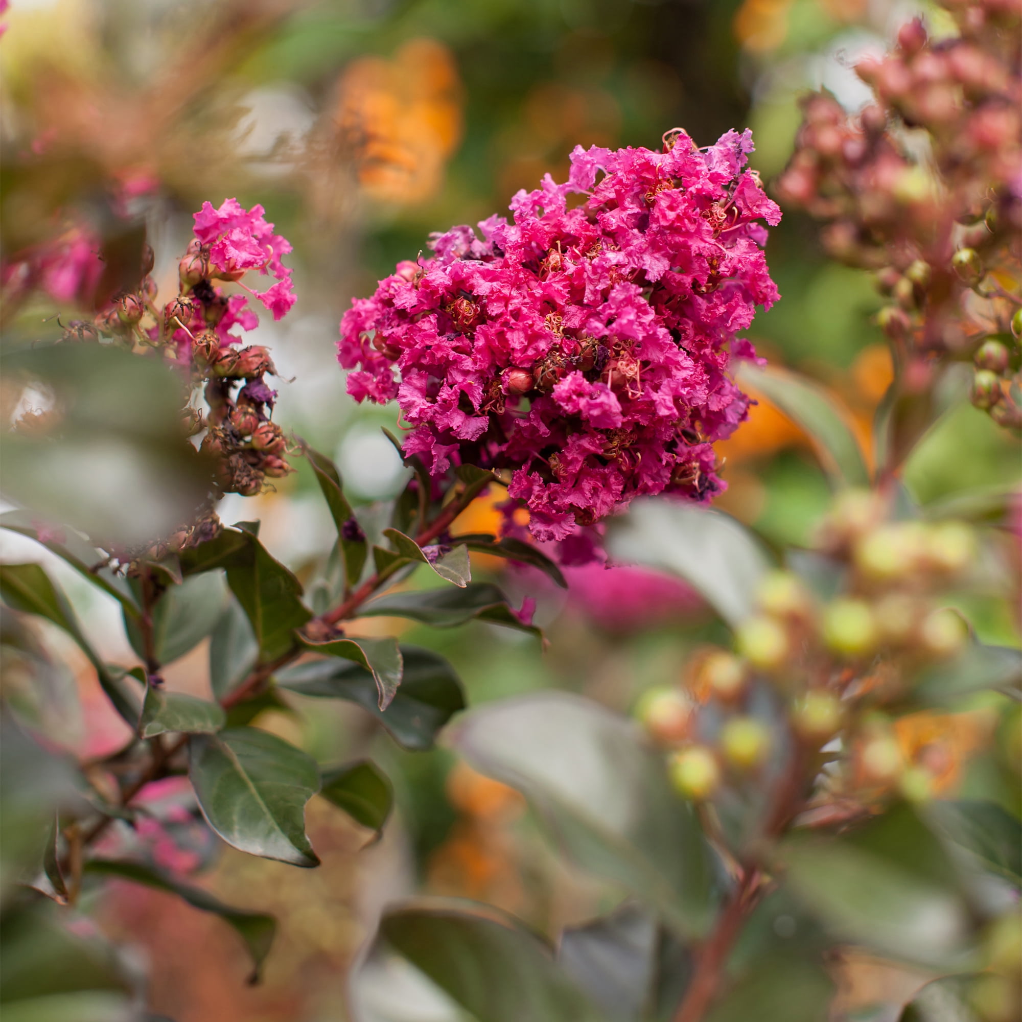 First Editions Plum Magic Crape Myrtle Live Shrub in 2-Gallon Grower Pot