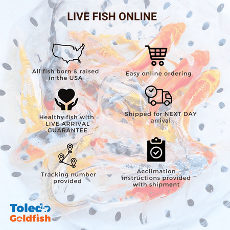 Toledo Goldfish Live Aquatic Trapdoor Snails, 100 count