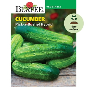 Burpee Pick-a-Bushel Hybrid Cucumber Seeds - Non-GMO, Easy to Grow, Vegetable Gardening Seeds, 470mg, 1-Pack