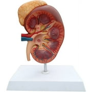 Walter Products Kidney with Adrenal Gland 2X