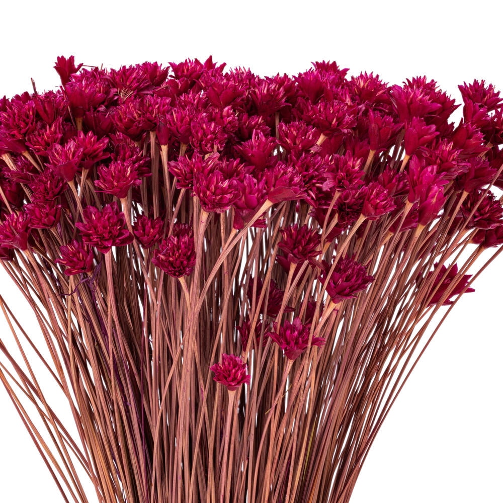 20" Dried Rspbrry Hil Flower Bunch 16 oz