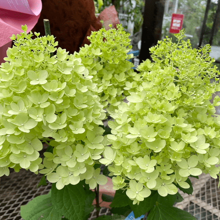 Limelight Hydrangea Plant, Hydrangea Plants Live in 2.5 Inches Pot, White Flower, Hydrangeas Bush Plant Live for Outdoor Gardening, Dormant