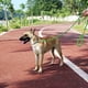 thumbnail image 3 of Correa para perros Cuerda para mascotas Entrenamiento fuerte Tráfico Correa para caminar para cachorros, 3 of 5