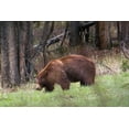 thumbnail image 2 of Herbert, Neal 24x17 Gold Ornate Wood Framed with Double Matting Museum Art Print Titled - Cinnamon Black Bear Soda Butte Creek, Yellowstone National Park, 2 of 4