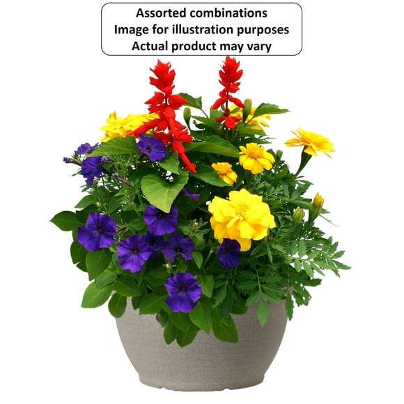 Expert Gardener #10 Bowl Flowering Annuals, Assorted Colours & Varieties, Outdoor Live Plants for Home Garden