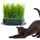 thumbnail image 5 of Pet Gat Grass Graster Hydroponic Cat Growing para Facilitar El Crecimiento () Verde, 5 of 9