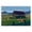 Farmhouse Landscape Grazing Cattle, variant on Stupell Industries Farmhouse Grazing Cattle at Solitary Cabin Canvas Art, 24 x 16, by Renel Peters