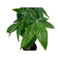 thumbnail image 4 of Twisted Money Tree - Pachira - 3" Pot - Trending, 4 of 4