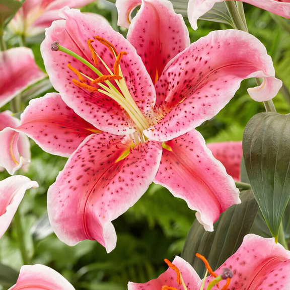 3 Stargazer Lily Bulbs for Planting, Lilium Flower Bulbs Ready to Plant