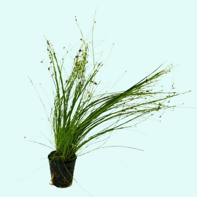  AQUARIUM PLANTS DISCOUNTS Potted Tall Hairgrass by AquaLeaf  Aquatics - Easy Aquatic Live Plant : Pet Supplies