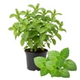 thumbnail image 4 of Fresh Peppermint Live Plant in 3.5 Inch Pot, Mint Herb Live Plant for Indoor Outdoor Growing, Spring Planting, 4 of 6