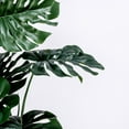 thumbnail image 3 of Tall Faux Monstera plant | 71 inch | Tropical Decor by Vintage Home, 3 of 4
