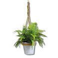 thumbnail image 1 of Planta Artificial JARDECO D-KOMANIA Planta Artificial, 1 of 1