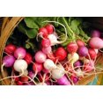 thumbnail image 2 of GSDWIUEW Easter Egg Radish Seeds, Multicolour Mix Blend for Planting, 300 Seeds, 2 of 3