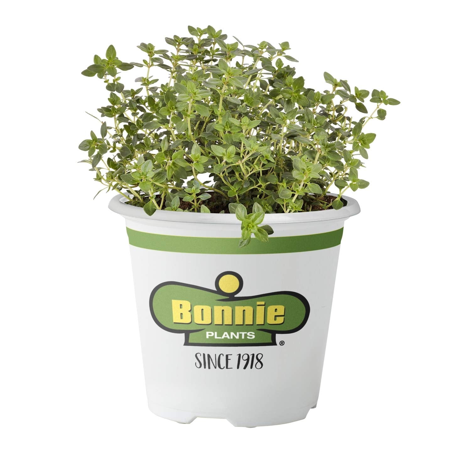 5116 Lemon Thyme Herb Plant, Good ground cover herb By Bonnie Plants