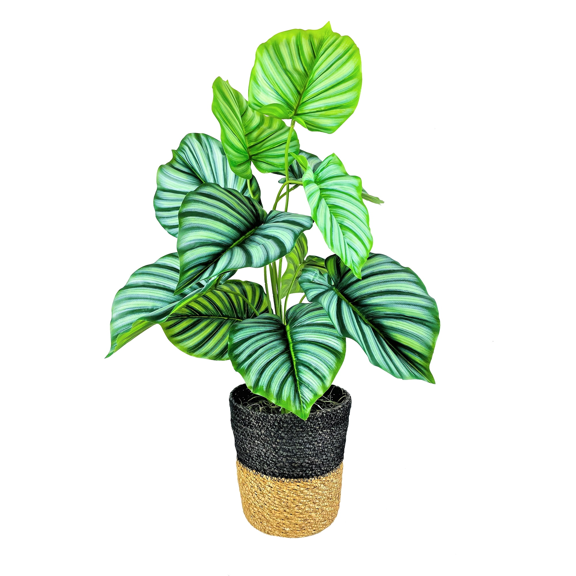 LCG Florals Artificial Plant, Prayer Plant, 2.5 ft, Two-Tone Decorative Handwoven Basket