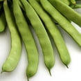 thumbnail interactive-video image 1 of Maxboba Roma II Bush Bean Seeds – Heirloom, Non-GMO Vegetable Seeds For Easy Home Gardening 1 of 6