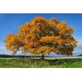 thumbnail image 2 of Strand, Hans 24x17 White Modern Wood Framed Museum Art Print Titled - Golden Oak, 2 of 4