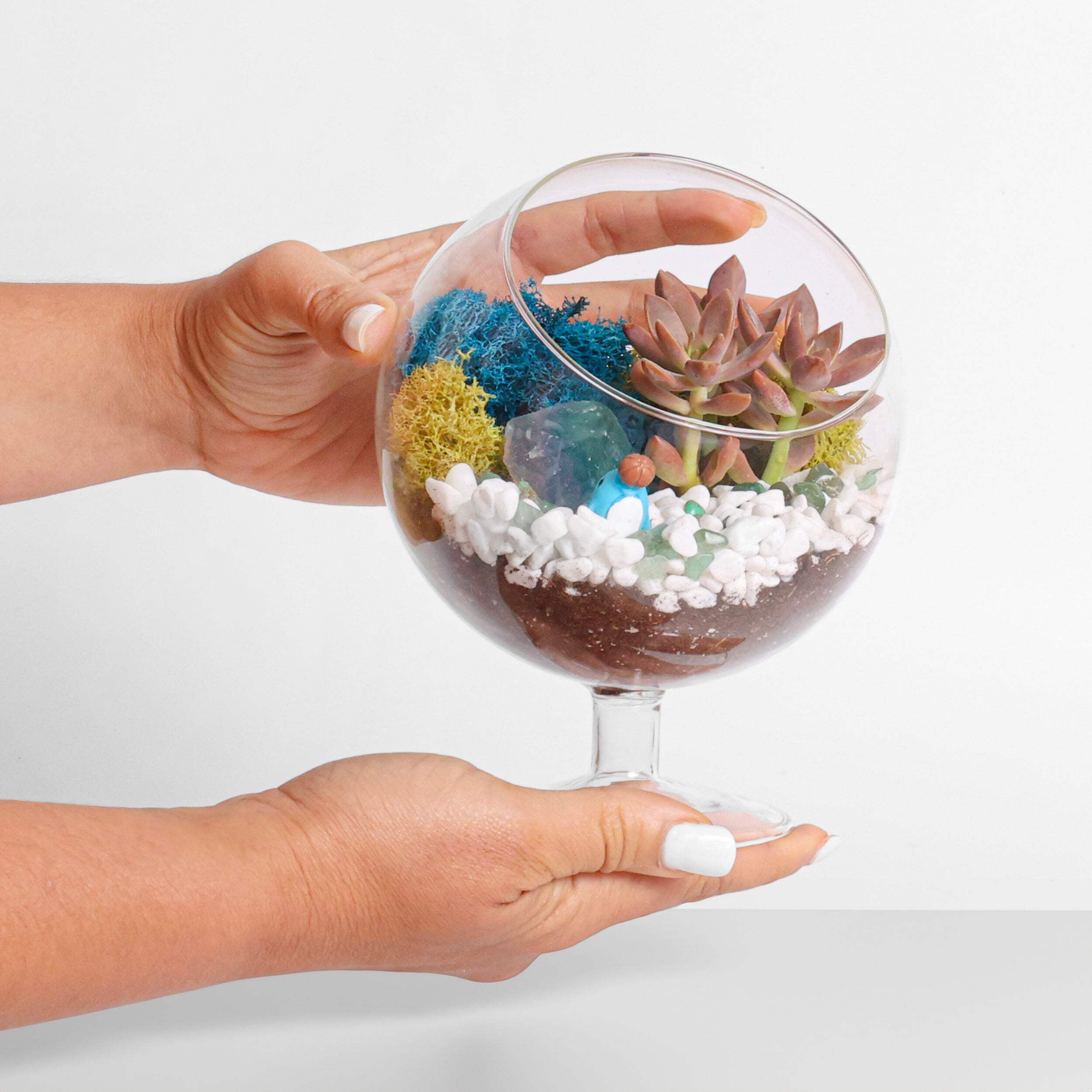 6" Chalice Glass Succulent Terrarium Kit for Kids & Adults, Reindeer Moss, Crystals, Rocks, Tools & Figurine (Includes Live Plant)