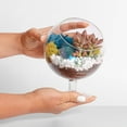 thumbnail image 4 of 6" Chalice Glass Succulent Terrarium Kit for Kids & Adults, Reindeer Moss, Crystals, Rocks, Tools & Figurine (Includes Live Plant), 4 of 12