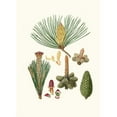 thumbnail image 3 of Aylmer Bourke Lambert 14x18 Black Modern Framed Museum Art Print Titled - Pinus Pinaster - the Pinaster, or Cluster Pine (1837), 3 of 5