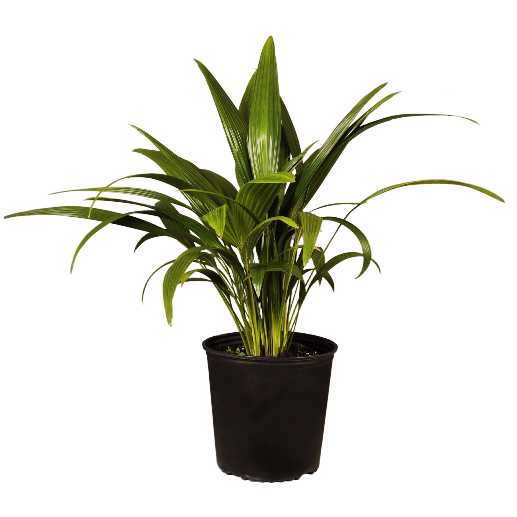 United Nursery Live Fan Palm Plant 26-32 Inches Tall in 9.25 Inch Grower Pot
