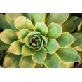 thumbnail image 2 of Berzel, Erin 14x11 White Modern Wood Framed Museum Art Print Titled - Sempervivum Rupicolum III, 2 of 4