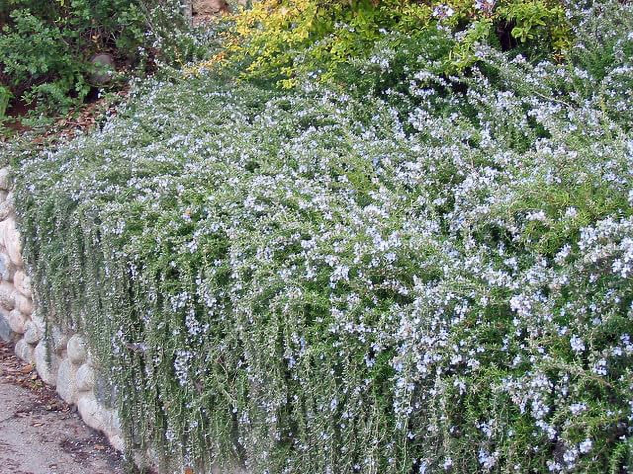 3 Creeping Rosemary Plants, Rosmarinus Officinalis 'Prostratus', Thriving in 2.5" Nursery Cubes