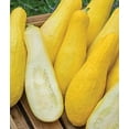 thumbnail image 3 of TomorrowSeeds - Black and Yellow Summer Squash Seeds Mix - Combination Pack Seeds - 50+ Count, 3 of 11