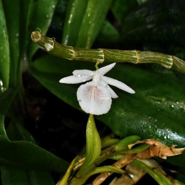 Dendrobium cretaceum in Moss A434