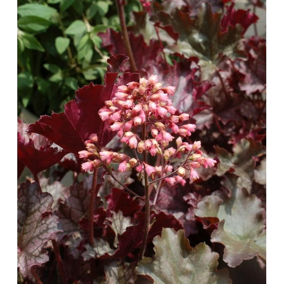 Plum Pudding Coral Bells