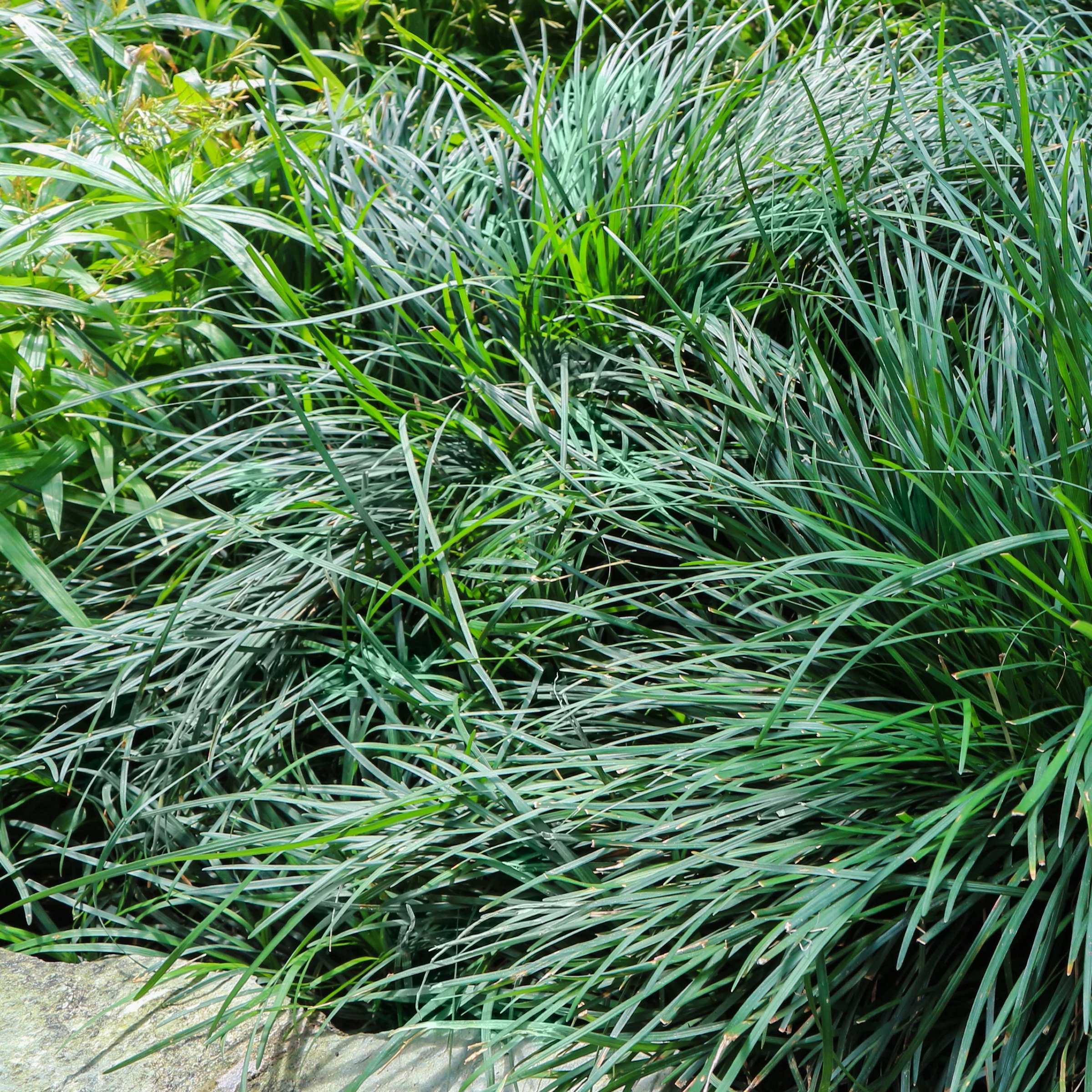 National Plant Network 4 in. Mondo Grass (16-Pack)