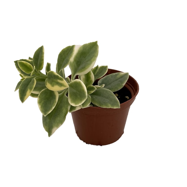 black and pink philodendron Philodendron Black Cardinal Variegated | Plants main image 1