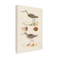 thumbnail image 2 of Trademark Fine Art 'Sandpipers And Eggs II' Canvas Art by Morris, 2 of 4