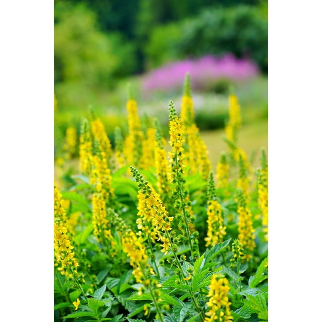 15 CHURCH STEEPLES Agrimonia Eupatoria aka Agrimony or Sticklewort Perennial Herb Yellow Flower Seeds
