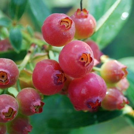 Pink Lemonade Blueberry Bush - Hot Pink Fruit - 2.5