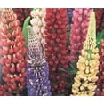 thumbnail image 2 of Lupine Russell Strain Mixture BULK 2,000 Nice Garden Flower, 2 of 2