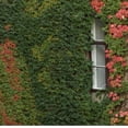 thumbnail image 3 of Ivy Plant Live Fast-growing, Potted 3-5" in Tall, Climbing Indoor Outdoor Houseplant, Easy Care Trailing Vine, Fast Growing Small Starter Plant for Home Office Décor (Common Boston Ivy), 3 of 6