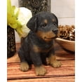 thumbnail image 7 of Ebros Lifelike Realistic Sitting Rottie Rottweiler Puppy Dog Statue 6.25" Tall, 7 of 7